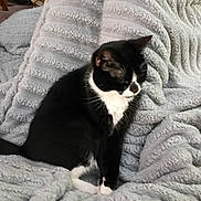Nala joined the competition — help win amazing prizes! cat, black_and_white, tuxedo_cat, pet, animal, feline, blanket, soft_texture, indoor, cozy, resting, fur, whiskers, cute, domestic_cat, sleepy, relaxed, closeup, comfort, household