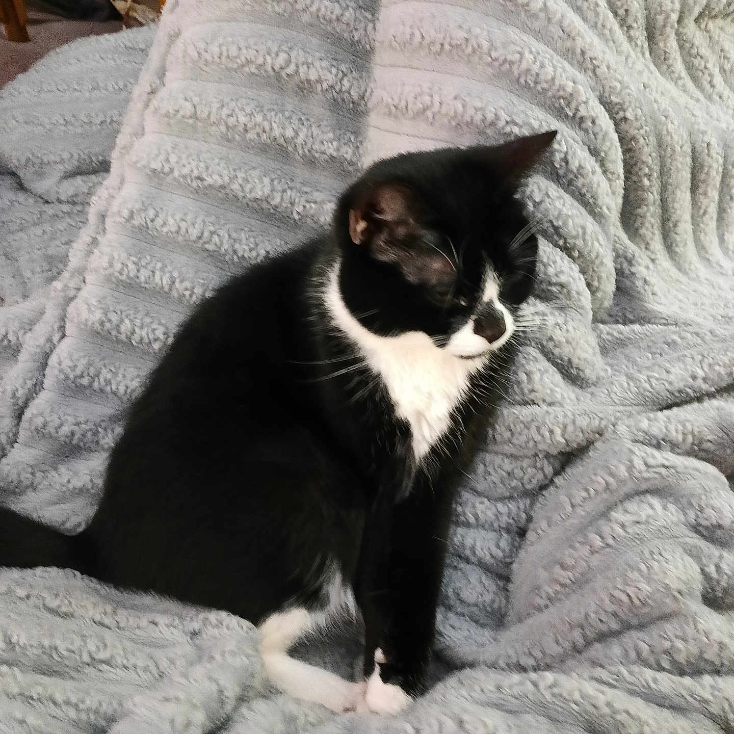 Nala joined the competition — help win amazing prizes! cat, black_and_white, tuxedo_cat, pet, animal, feline, blanket, soft_texture, indoor, cozy, resting, fur, whiskers, cute, domestic_cat, sleepy, relaxed, closeup, comfort, household