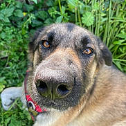 Gauvain participe au concours pour gagner de l'argent avec cette photo : dog, close_up, nose, brown_eyes, collar, outdoor, greenery, grass, plants, pet, canine, fur, animal, nature, portrait, muzzle, curious, face, ears, snout