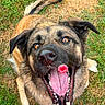 Gauvain a rejoint le concours — aidez-le/la à gagner de superbes lots ! dog, canine, animal, grass, outdoor, raspberry, mouth, tongue, nose, ears, fur, happy, playful, pet, closeup, expression, teeth, nature, summer, cheerful