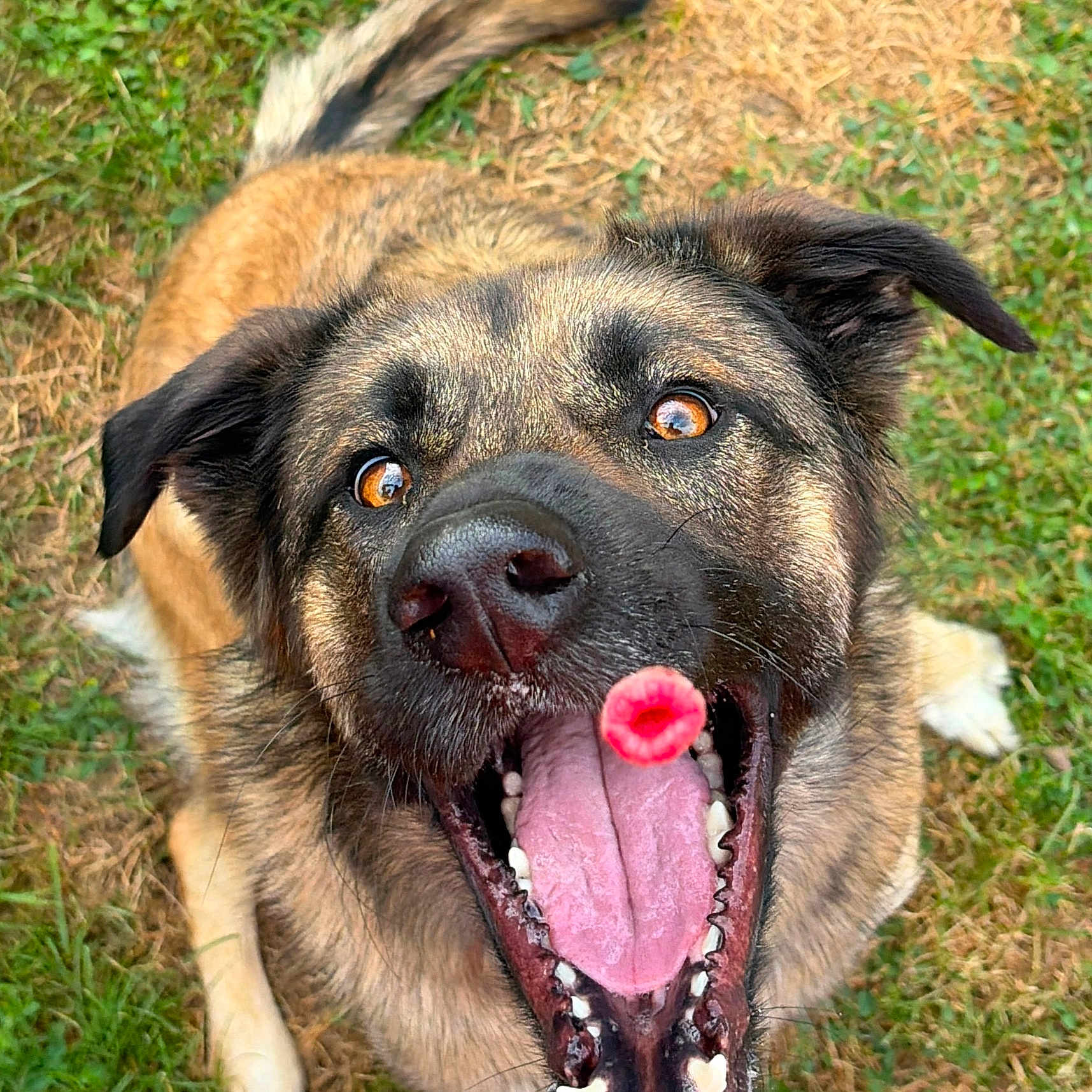 Gauvain a rejoint le concours — aidez-le/la à gagner de superbes lots ! dog, canine, animal, grass, outdoor, raspberry, mouth, tongue, nose, ears, fur, happy, playful, pet, closeup, expression, teeth, nature, summer, cheerful