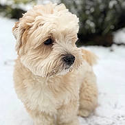 Nouche a rejoint le concours — aidez-le/la à gagner de superbes lots ! canidae, carnivore, cockapoo, companion_dog, dog, dog_breed, dutch_smoushond, glen_of_imaal_terrier, havanese, irish_soft_coated_wheaten_terrier, maltepoo, mammal, poodle_crossbreed, puppy, schnoodle, small_terrier, snow, sporting_lucas_terrier, terrier, vertebrate