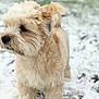 Nouche participe au concours pour gagner de l'argent avec cette photo : canidae, carnivore, companion_dog, dog, dog_breed, dutch_smoushond, glen_of_imaal_terrier, havanese, irish_soft_coated_wheaten_terrier, maltepoo, mammal, morkie, puppy, schnoodle, small_terrier, snout, snow, sporting_lucas_terrier, terrier, vertebrate
