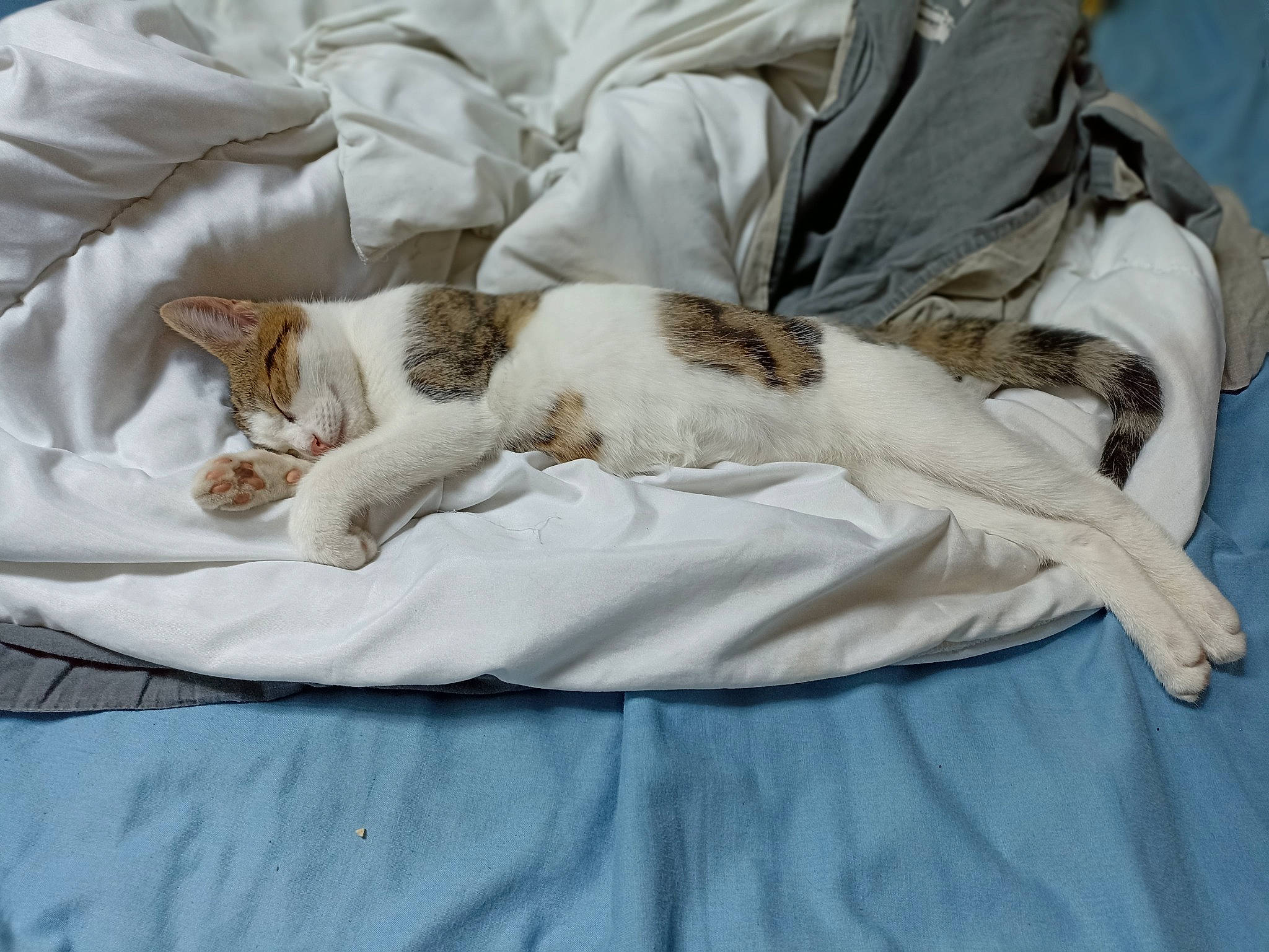 Aru participe au concours pour gagner de l'argent avec cette photo : bed, bedding, canidae, carnivore, cat, comfort, companion_dog, dog_breed, domestic_short_haired_cat, duvet, fawn, felidae, fur, linens, nap, paw, small_to_medium_sized_cats, sporting_group, tail, whiskers