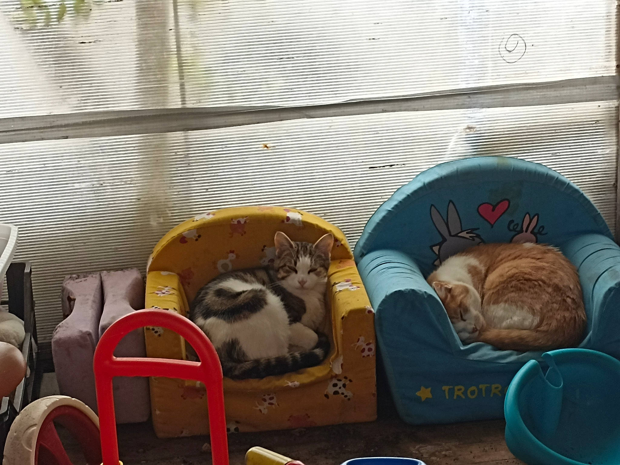 Aru participe au concours pour gagner de l'argent avec cette photo : animal_shelter, carnivore, cat, cat_bed, cat_supply, comfort, companion_dog, domestic_short_haired_cat, fawn, felidae, fur, mammal, pet_supply, room, small_to_medium_sized_cats, tableware, tail, vertebrate, whiskers, wood