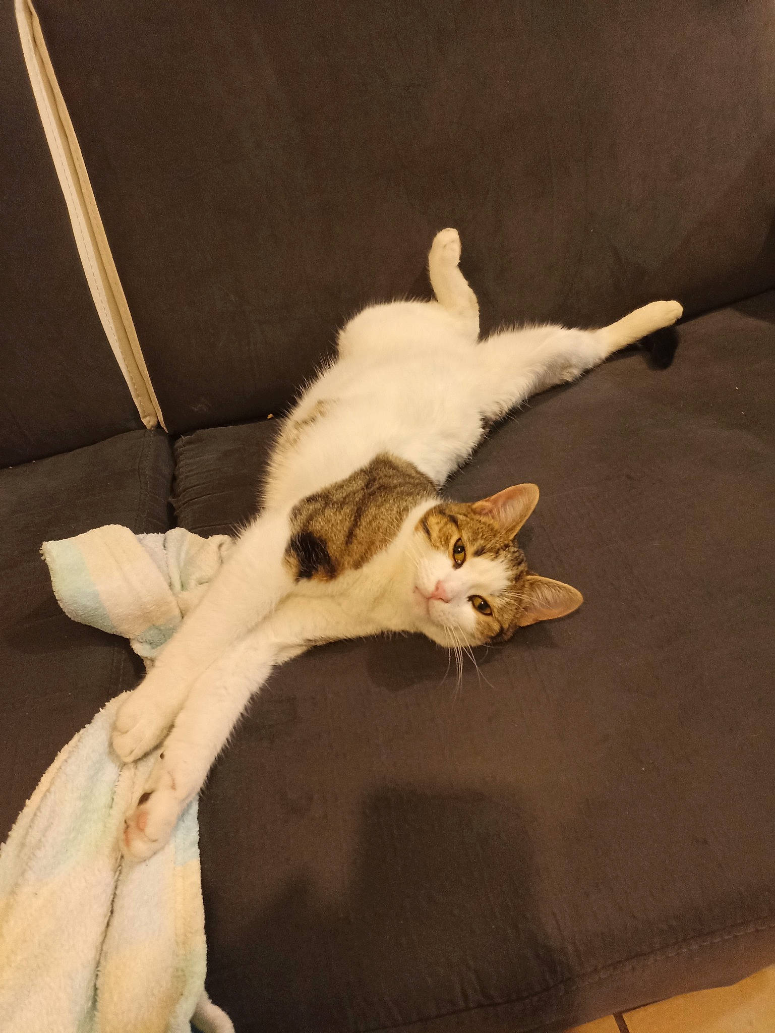 Aru participe au concours pour gagner de l'argent avec cette photo : carnivore, cat, claw, comfort, couch, domestic_short_haired_cat, fawn, felidae, fur, hardwood, linens, paw, room, small_to_medium_sized_cats, tail, whiskers, wood