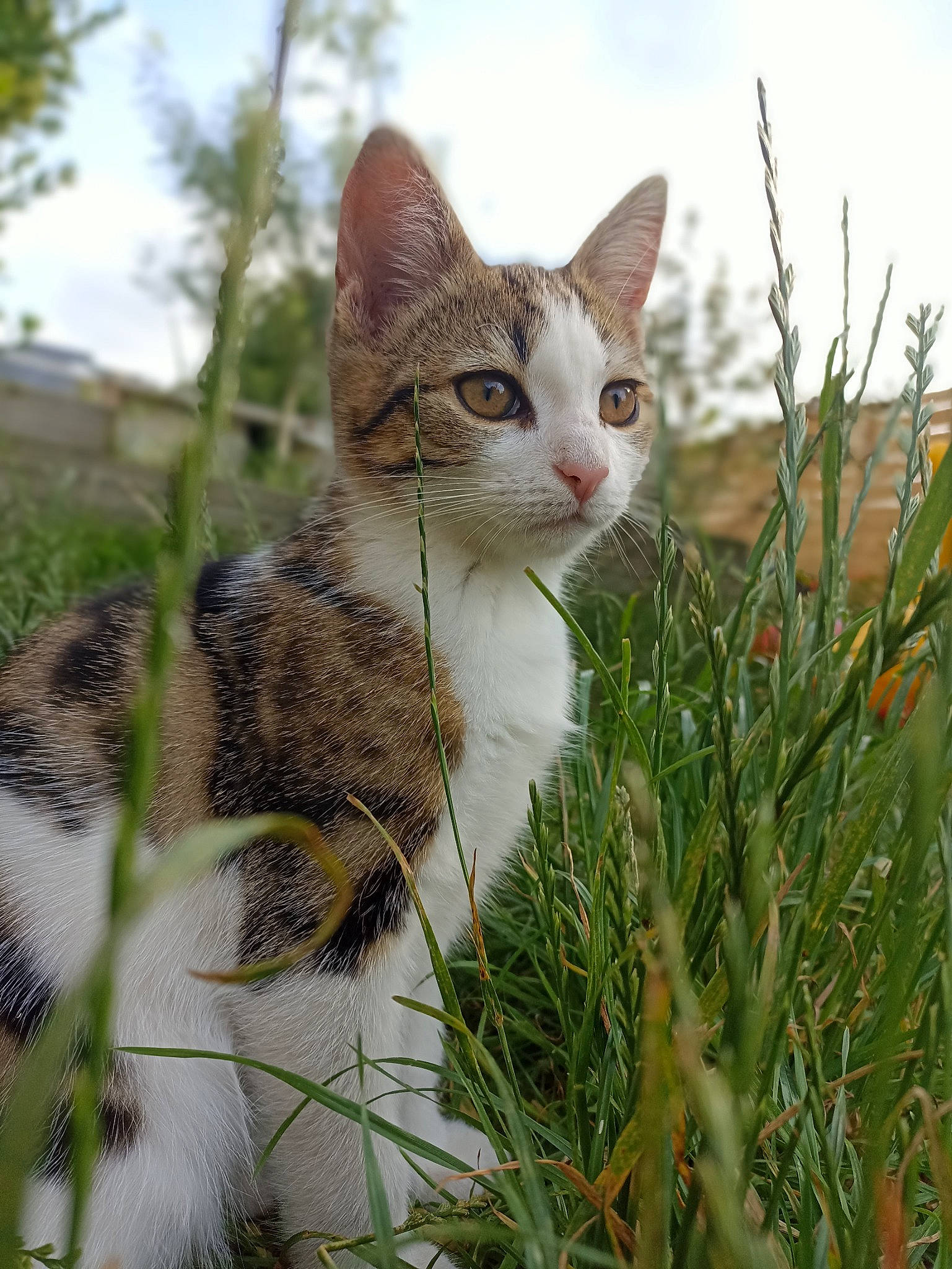 Aru a rejoint le concours — aidez-le/la à gagner de superbes lots ! carnivore, cat, cloud, collar, domestic_short_haired_cat, eye, fawn, felidae, fur, grass, mammal, plant, sky, small_to_medium_sized_cats, snout, tail, terrestrial_animal, tree, whiskers, wildlife