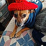 animal, bed, blue_sweater, canine, cozy, cute, dog, ears, fur, home, indoor, knitted_hat, looking_up, patterned_bedding, paw, pet, quilt, red_hat, resting, small_dog