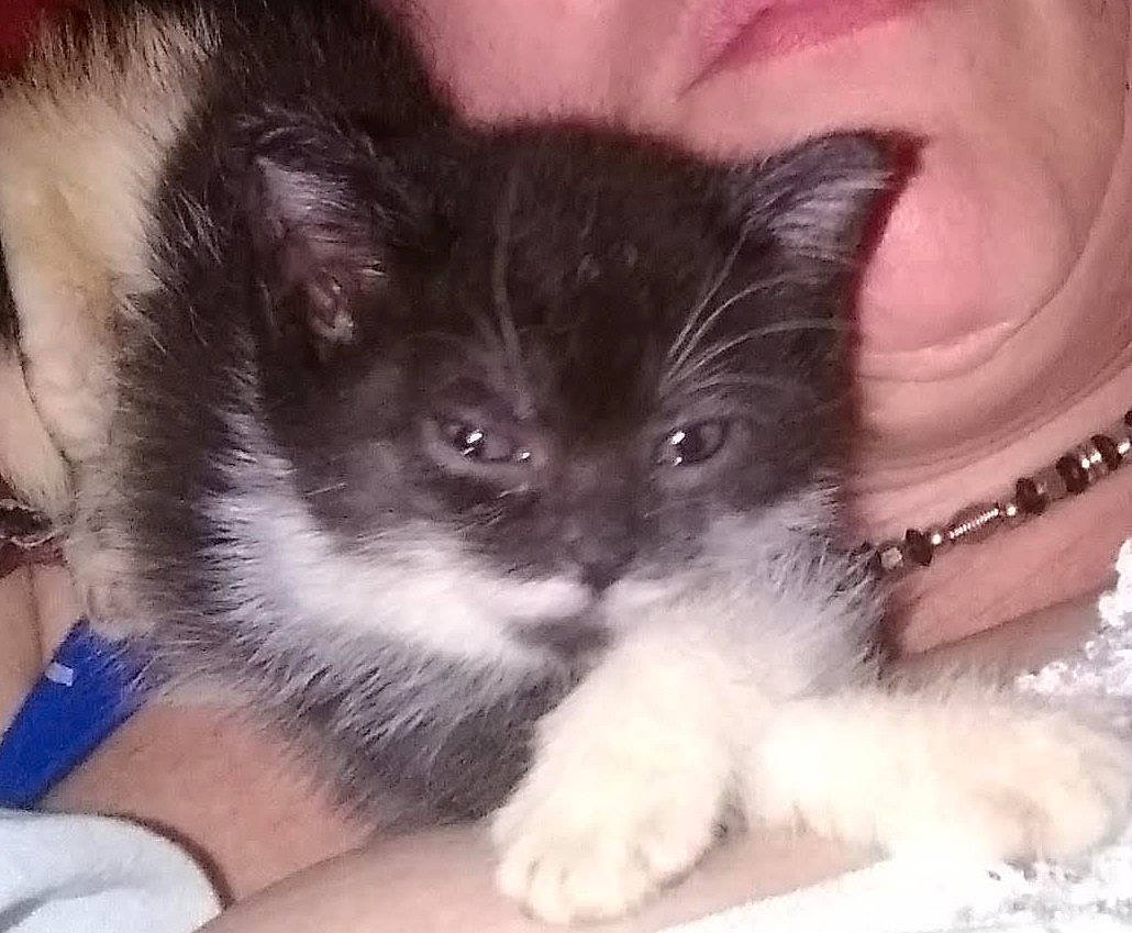 Bitsy joined the competition — help win amazing prizes! carnivore, cat, claw, comfort, domestic_short_haired_cat, felidae, fur, paw, small_to_medium_sized_cats, snout, tail, whiskers