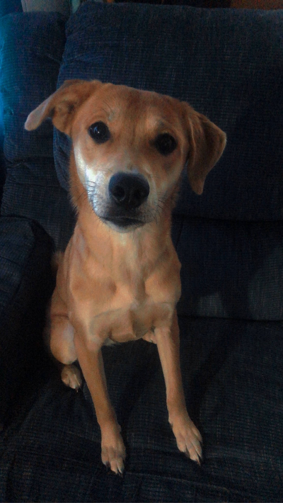 Cocobean is registered to the contest to win money with this photo: canidae, carnivore, companion_dog, dog, dog_breed, eye, fawn, fur, irishjacks, snout, sporting_group, whiskers