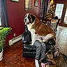 dog, saint_bernard, german_shepherd, chair, person, indoor, living_room, plant, christmas_tree, table, floor, window, curtains, framed_pictures, wooden_floor, black_leather_chair, tongue_out, pet, holiday_decor, cozy