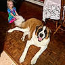 child, dog, saint_bernard, floor, wooden_floor, table, tablecloth, chair, red_wall, indoor, smiling, happy, playing, tail, dress, tie_dye, furniture, pet, human, cute