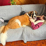 Otto is registered to the contest to win money with this photo: dog, saint_bernard, man, couch, quilted_cover, indoor, wooden_wall, red_wall, floor, relaxed, cuddling, pet, companion, tail, furniture, home, cozy, casual_clothing, comfort, resting