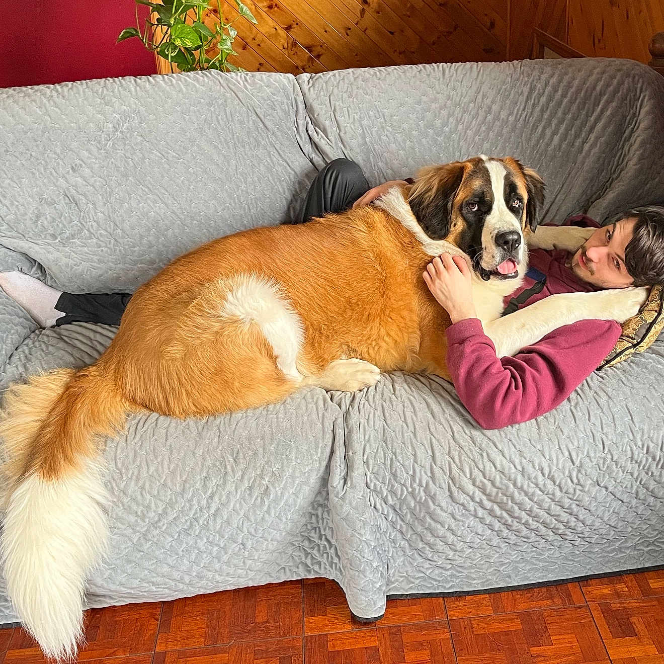 Otto is registered to the contest to win money with this photo: dog, saint_bernard, man, couch, quilted_cover, indoor, wooden_wall, red_wall, floor, relaxed, cuddling, pet, companion, tail, furniture, home, cozy, casual_clothing, comfort, resting