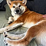Aïko a rejoint le concours — aidez-le/la à gagner de superbes lots ! dog, shiba_inu, pet, bed, pillow, fur, animal, canine, resting, indoors, brown, white, paw, face, ear, nose, relaxed, hand, comfort, sleepy