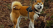 Aïko participe au concours pour gagner de l'argent avec cette photo : animal, autumn, bark, branch, brown, canine, dog, forest, fur, harness, leaves, moss, nature, outdoor, pet, scenery, shiba_inu, standing, trees, wildlife
