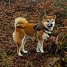 Aïko participe au concours pour gagner de l'argent avec cette photo : dog, shiba_inu, forest, outdoor, leaves, brown, trees, harness, canine, nature, animal, fur, standing, branch, bark, moss, autumn, pet, wildlife, scenery