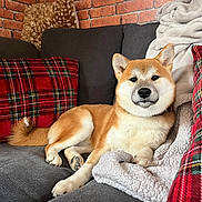 Aïko participe au concours pour gagner de l'argent avec cette photo : dog, shiba_inu, couch, pillows, plaid, blanket, brick_wall, indoor, pet, relaxed, fur, canine, cozy, comfortable, home, animal, resting, snout, ears, tail