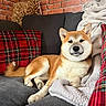 dog, shiba_inu, couch, pillows, plaid, blanket, brick_wall, indoor, pet, relaxed, fur, canine, cozy, comfortable, home, animal, resting, snout, ears, tail
