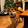 dog, shiba_inu, bow_tie, christmas_tree, holiday_decor, indoor, tile_floor, pet, animal, fur, tail, collar, festive, living_room, furniture, warm_lighting, cute, standing, decorations, cozy