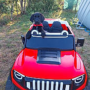 Abbie a rejoint le concours — aidez-le/la à gagner de superbes lots ! puppy, dog, toy_car, red_car, outdoor, grass, trees, bushes, pet, animal, playful, cute, collar, black_dog, sunlight, nature, yard, summer, small_car, fun