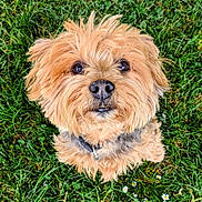 Cookie a rejoint le concours — aidez-le/la à gagner de superbes lots ! dog, puppy, small_dog, fluffy, shaggy_fur, tan_fur, brown_fur, portrait, close_up, looking_at_camera, black_nose, dark_eyes, collar, grass, lawn, outdoor, daisies, garden, animal, cute