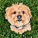 Cookie