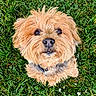 dog, puppy, small_dog, fluffy, shaggy_fur, tan_fur, brown_fur, portrait, close_up, looking_at_camera, black_nose, dark_eyes, collar, grass, lawn, outdoor, daisies, garden, animal, cute