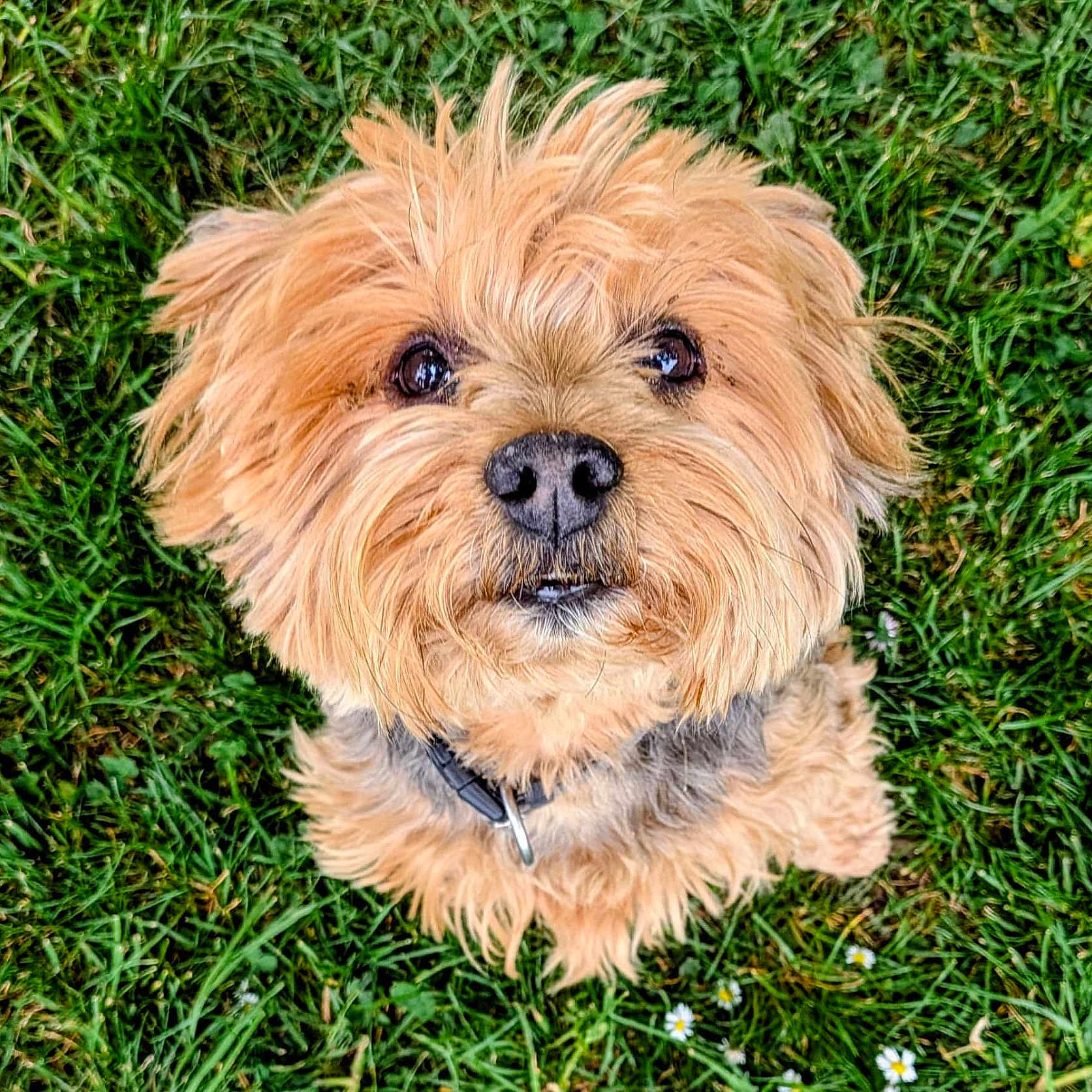 Cookie a rejoint le concours — aidez-le/la à gagner de superbes lots ! dog, puppy, small_dog, fluffy, shaggy_fur, tan_fur, brown_fur, portrait, close_up, looking_at_camera, black_nose, dark_eyes, collar, grass, lawn, outdoor, daisies, garden, animal, cute