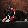 dog, canine, black_and_white, red_bandana, lying_down, portrait, studio, pet, animal, paws, floppy_ears, brown_background, dark_bench, collar, white_chest, white_paws, looking_at_camera, indoor, photography, dramatic_lighting