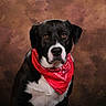 dog, pet, canine, black_and_white, bandana, red_bandana, portrait, studio, close_up, front_facing, brown_background, animal, muzzle, floppy_ears, brown_eyes, white_chest, black_fur, sitting, photography, companion