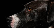 Vany a rejoint le concours — aidez-le/la à gagner de superbes lots ! dog, black_and_white, portrait, close_up, profile, bandana, red_bandana, short_hair, brown_eye, white_chest, white_muzzle, black_fur, pet, canine, animal, dramatic_lighting, dark_background, studio_portrait, side_view, collar