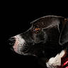 dog, black_and_white, portrait, close_up, profile, bandana, red_bandana, short_hair, brown_eye, white_chest, white_muzzle, black_fur, pet, canine, animal, dramatic_lighting, dark_background, studio_portrait, side_view, collar