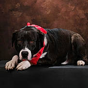 Vany participe au concours pour gagner de l'argent avec cette photo : dog, black_and_white, bandana, red, portrait, studio, lying_down, resting, paws, short_hair, floppy_ears, white_markings, dark_background, dramatic_lighting, pet, canine, collar, platform, photography, indoor