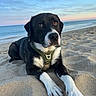 Vany a rejoint le concours — aidez-le/la à gagner de superbes lots ! dog, beach, sand, ocean, seaside, black_and_white, lying_down, portrait, pet, harness, large_dog, white_paws, white_chest, floppy_ears, brown_eyes, outdoors, coastline, pastel_sky, calm_water, animal_photography