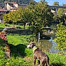 Tylon participe au concours pour gagner de l'argent avec cette photo : animal, cloud, collar, daytime, dog, grass, house, landscape, leaf, mountain, nature, outdoor, path, river, scenic, sky, sunlight, tree, village, water