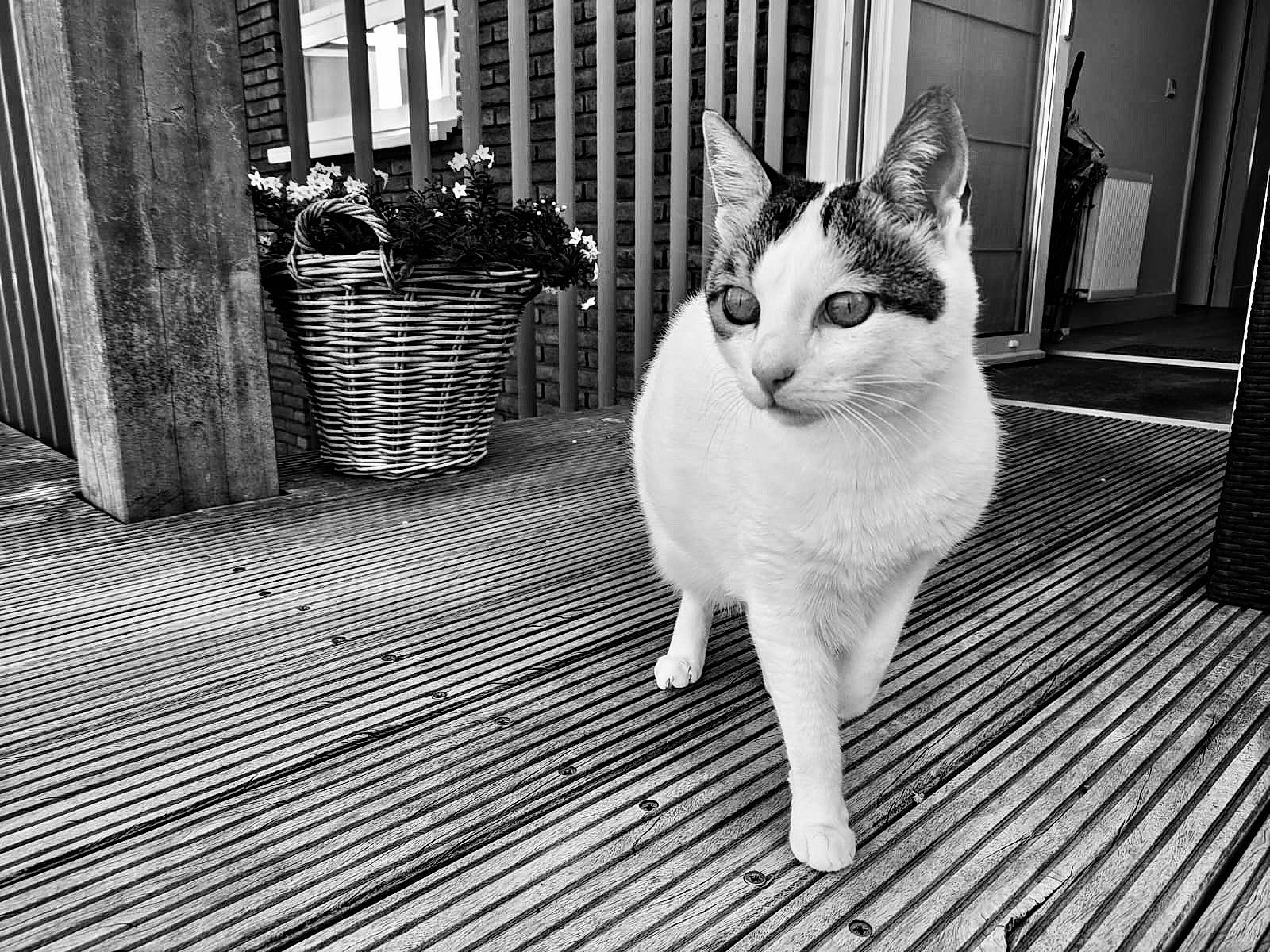 Farine a rejoint le concours — aidez-le/la à gagner de superbes lots ! black_and_white, carnivore, cat, eye, felidae, floor, flooring, flowerpot, grey, houseplant, human_body, leg, monochrome, plant, small_to_medium_sized_cats, style, tail, whiskers, window, wood