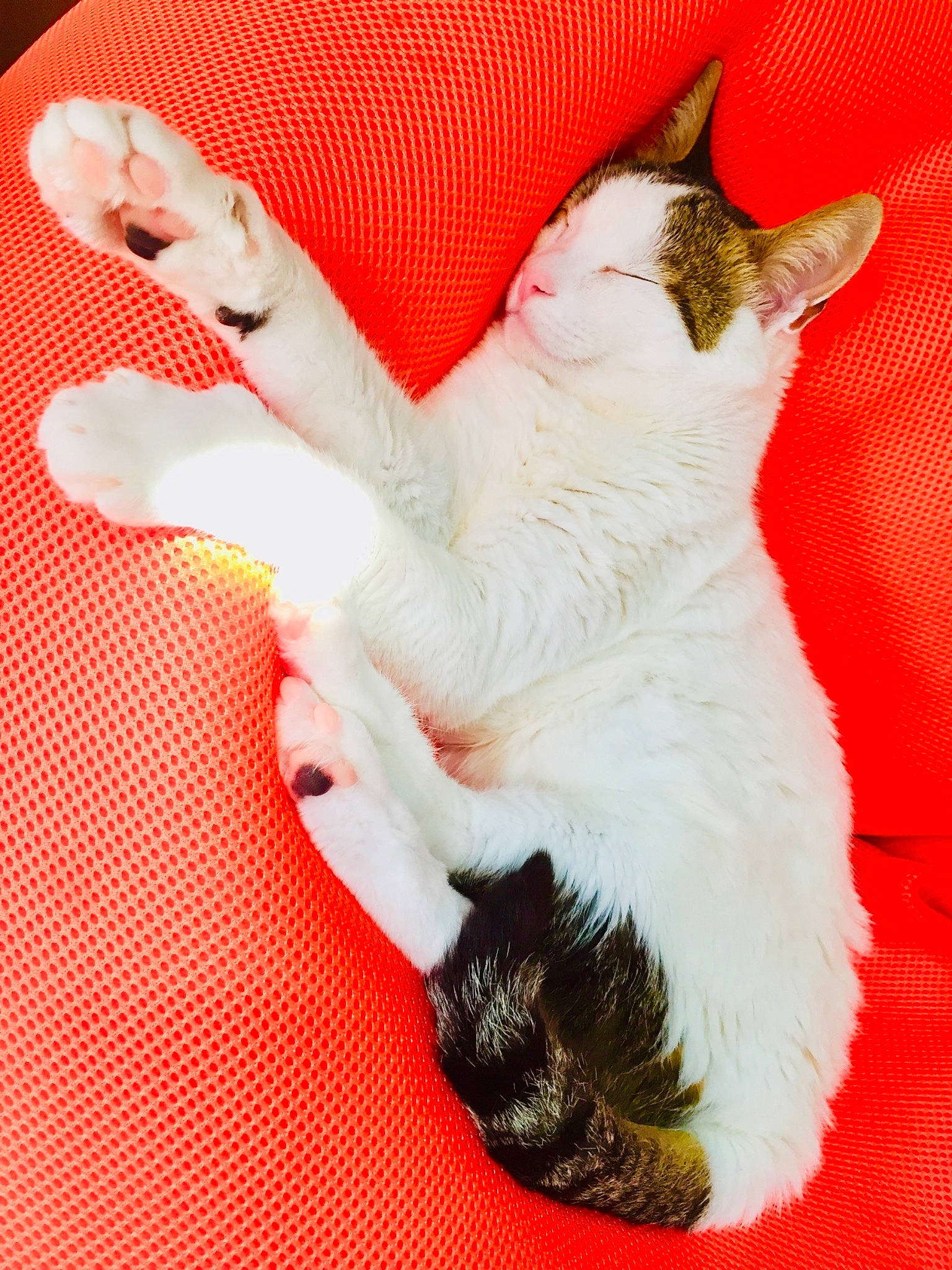 Farine participe au concours pour gagner de l'argent avec cette photo : carmine, carnivore, cat, cat_supply, claw, comfort, domestic_short_haired_cat, fawn, felidae, foot, fur, gesture, lap, paw, sitting, small_to_medium_sized_cats, snout, tail, whiskers