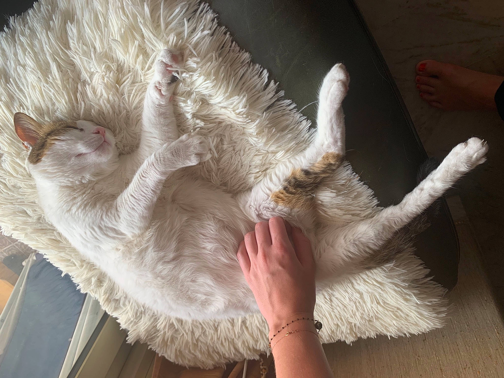 Farine participe au concours pour gagner de l'argent avec cette photo : canidae, carnivore, cat, claw, domestic_short_haired_cat, ear, fawn, felidae, fur, gesture, mammal, nail, paw, small_to_medium_sized_cats, snout, tail, vertebrate, whiskers