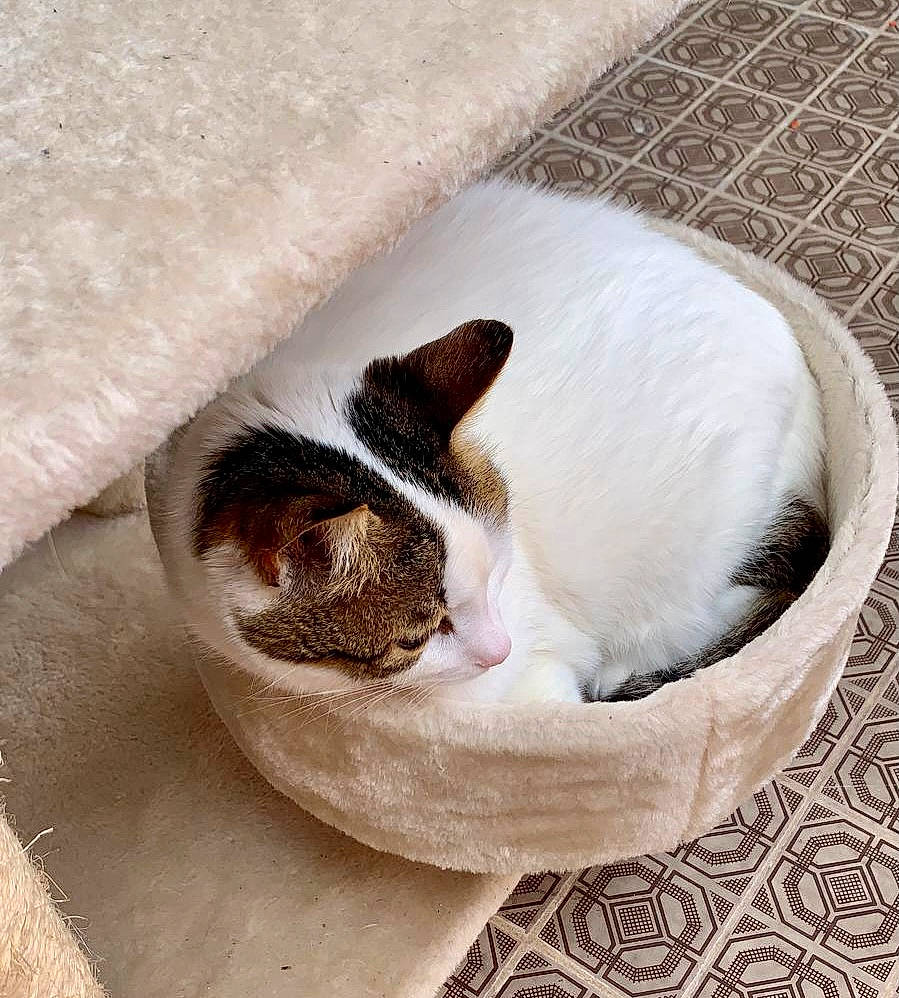 Farine participe au concours pour gagner de l'argent avec cette photo : carnivore, cat, cat_supply, claw, comfort, companion_dog, dog_breed, domestic_short_haired_cat, fawn, felidae, fur, human_leg, linens, nap, paw, pet_supply, small_to_medium_sized_cats, snout, tail, whiskers