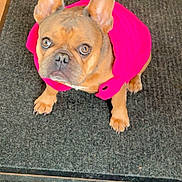 Cinnamon is registered to the contest to win money with this photo: dog, french_bulldog, pet, animal, pink_jacket, clothing, indoor, carpet, cute, looking_up, ears, brown_dog, small_dog, sitting, portrait, canine, domestic_animal, companion, furry, alert