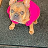 dog, french_bulldog, pet, animal, pink_jacket, clothing, indoor, carpet, cute, looking_up, ears, brown_dog, small_dog, sitting, portrait, canine, domestic_animal, companion, furry, alert