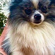 Xena is registered to the contest to win money with this photo: dog, pomeranian, fluffy, fur, pet, animal, outdoor, tattoo, arm, closeup, face, black, white, gray, nature, tree, portrait, cute, small, companion