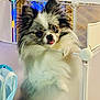 Xena joined the competition — help win amazing prizes! animal, barrier, closeup, colorful_lights, curious, cute, dog, domestic_animal, ears, face, fence, fluffy, fur, holding, indoor, looking, pet, playful, small_dog, tongue_out
