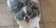 Xena is registered to the contest to win money with this photo: animal, companion, cute, dog, ears, floor, fluffy, four_legs, friendly, gray_fur, happy, indoor, looking_up, pet, small_dog, smiling, tail, tile_floor, tongue_out, white_fur