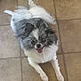 animal, companion, cute, dog, ears, floor, fluffy, four_legs, friendly, gray_fur, happy, indoor, looking_up, pet, small_dog, smiling, tail, tile_floor, tongue_out, white_fur