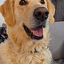 animal, canine, companion, cute, dog, domestic, ears, face, fluffy, friendly, fur, golden_retriever, happy, household, indoor, mouth_open, pet, portrait, sitting, smiling