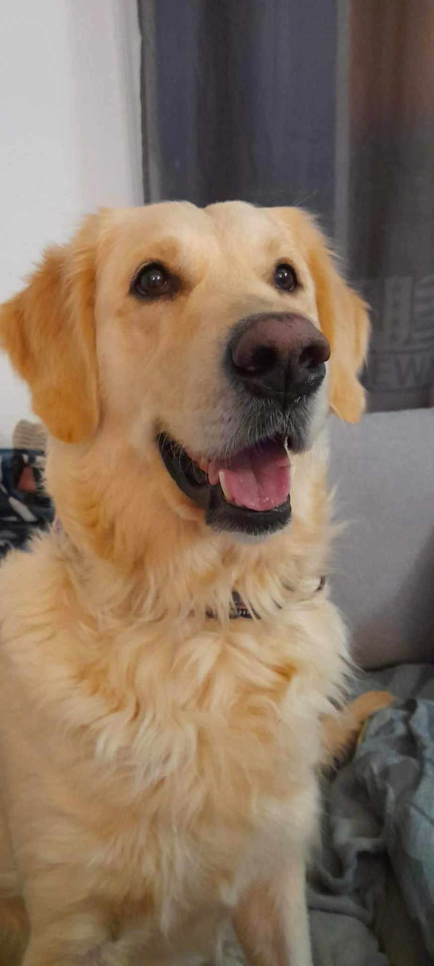 Salomé a rejoint le concours — aidez-le/la à gagner de superbes lots ! animal, canine, companion, cute, dog, domestic, ears, face, fluffy, friendly, fur, golden_retriever, happy, household, indoor, mouth_open, pet, portrait, sitting, smiling