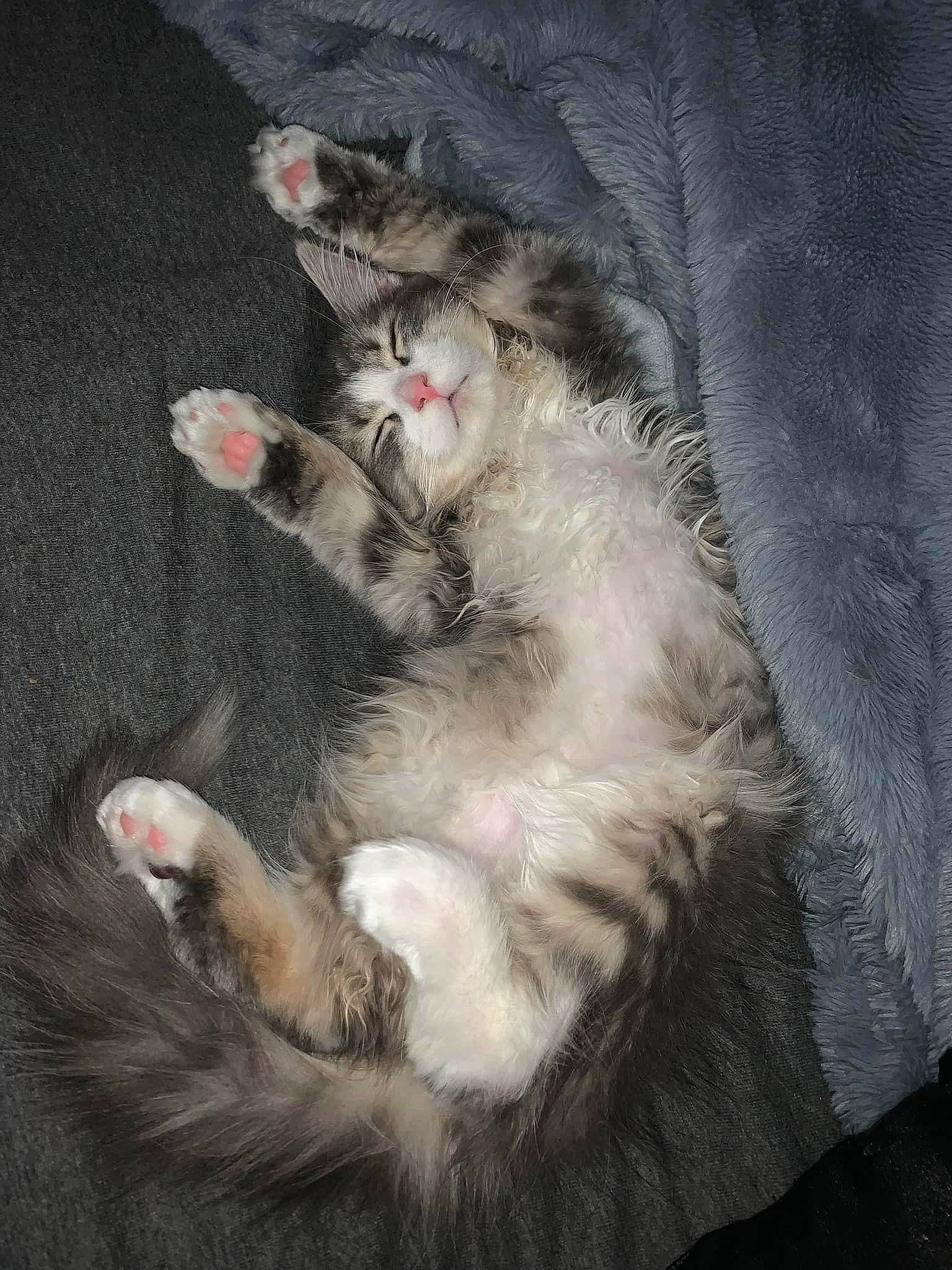 Biscuit is registered to the contest to win money with this photo: canidae, carnivore, cat, claw, comfort, companion_dog, dog_breed, domestic_short_haired_cat, felidae, foot, fur, paw, plant, small_to_medium_sized_cats, tail, whiskers, yawn