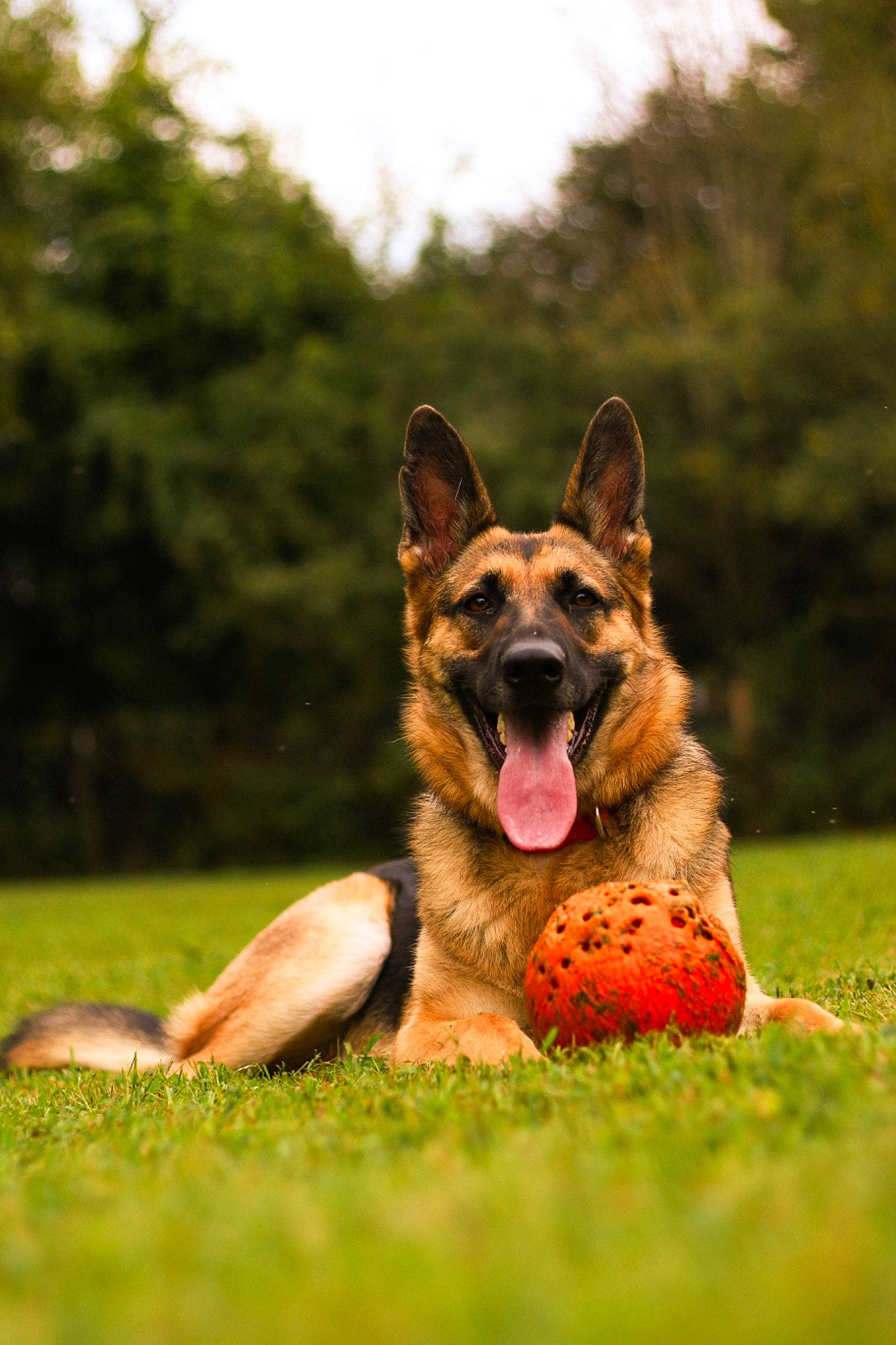 Zelda joined the competition — help win amazing prizes! canidae, carnivore, companion_dog, dog, dog_breed, dog_supply, east_european_shepherd, fawn, german_shepherd_dog, grass, grassland, happy, herding_dog, king_shepherd, plant, sky, snout, sporting_group, tree, wildlife